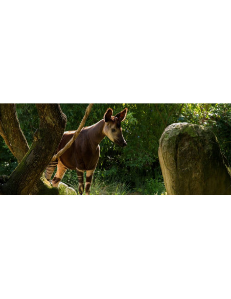 Bioparc de Doué La Fontaine