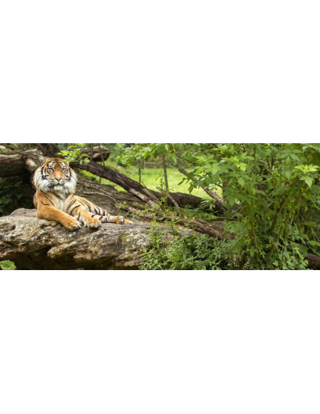 Bioparc de Doué La Fontaine