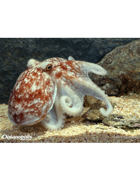 Océanopolis
