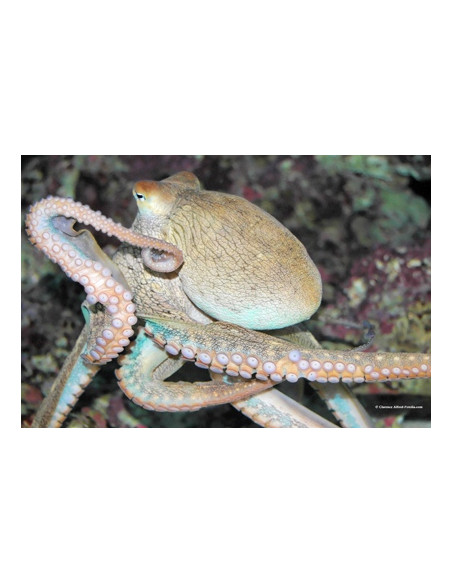 Aquarium d'Amnéville