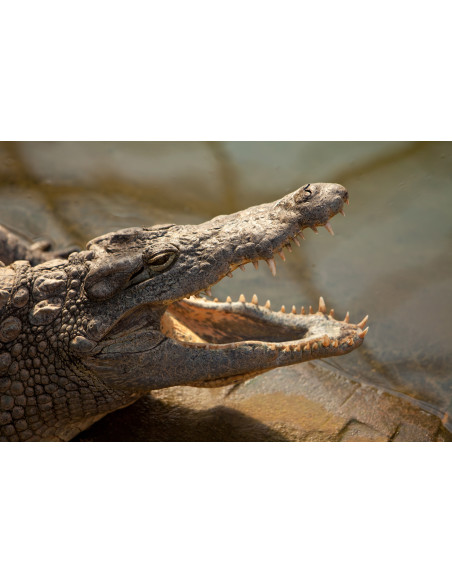 La ferme aux crocodiles