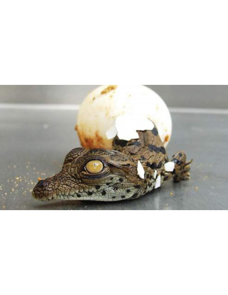 La ferme aux crocodiles