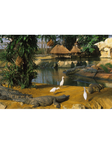 La ferme aux crocodiles