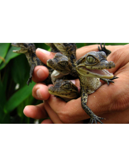 La ferme aux crocodiles